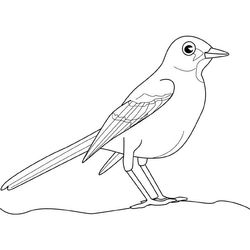 Aves #1111