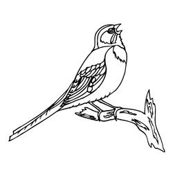 Aves #1114