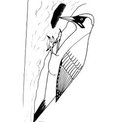 Aves #1116