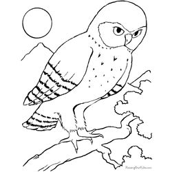 Aves #1120