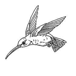 Aves #1122