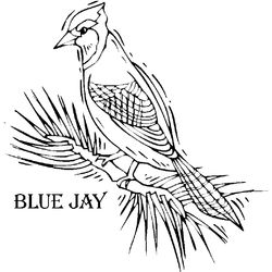 Aves #1124