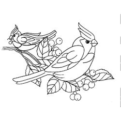 Aves #1128