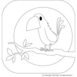 Aves #1129