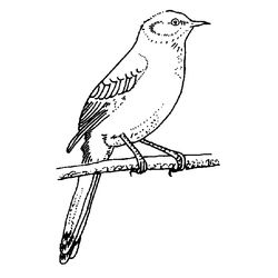 Aves #1134
