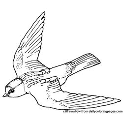 Aves #1136