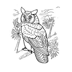 Aves #1137