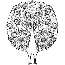 Aves #1138