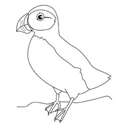 Aves #1141