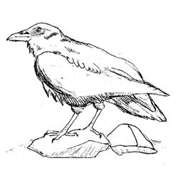 Aves #1144