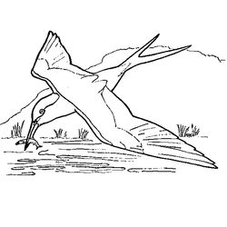 Aves #1149