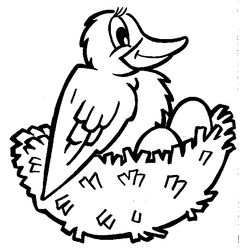Aves #1151