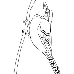 Aves #1152