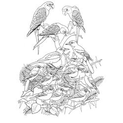 Aves #1154