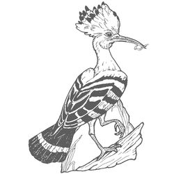 Aves #1157