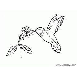 Aves #1162