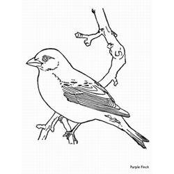 Aves #1165