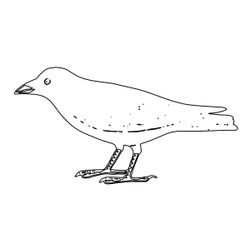 Aves #1167