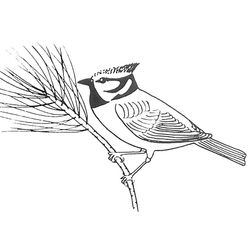 Aves #1168