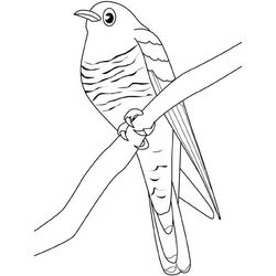 Aves #1171