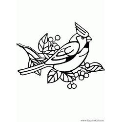Aves #1176