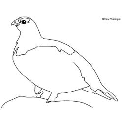 Aves #1178