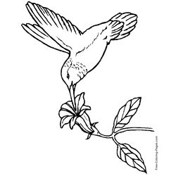 Aves #1179