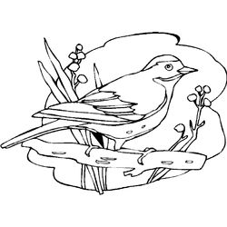 Aves #1182