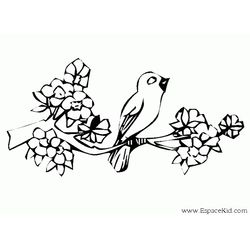 Aves #1184