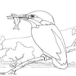 Aves #1188