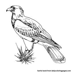 Aves #1189