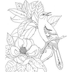 Aves #1196