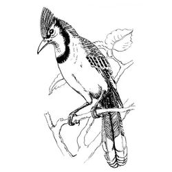 Aves #1204