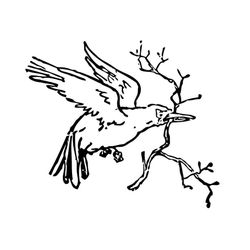 Aves #1216