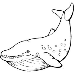 Ballena #1259