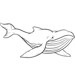 Ballena #1260