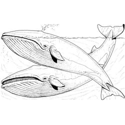 Ballena #1272