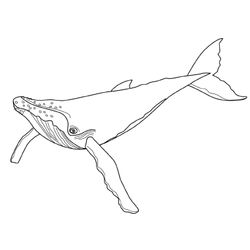 Ballena #1274