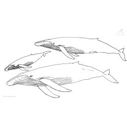 Ballena #1277