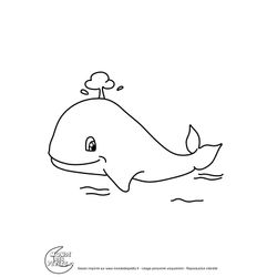 Ballena #1283
