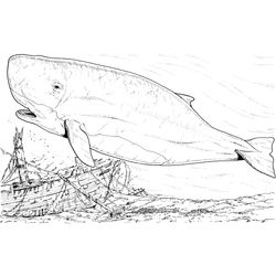 Ballena #1284