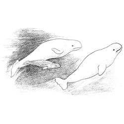 Ballena #1285