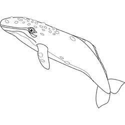 Ballena #1292
