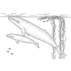 Ballena #1293