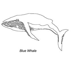 Ballena #1295