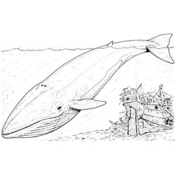 Ballena #1298