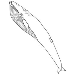 Ballena #1308