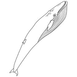 Ballena #1311