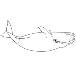 Ballena #1325
