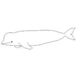 Beluga #1328
